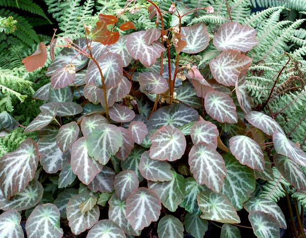 Thalictrum ichangense 'Evening Star'