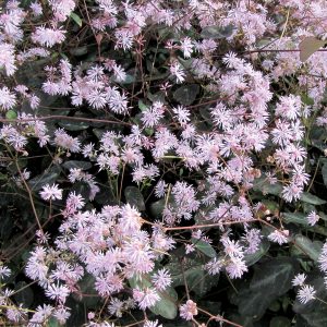 Thalictrum ichangense 'Evening Star'