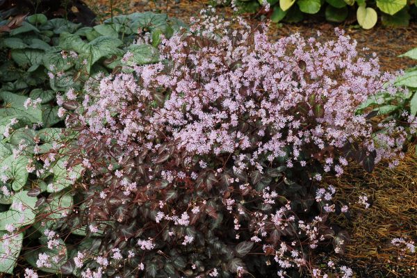 Thalictrum ichangense 'Evening Star'