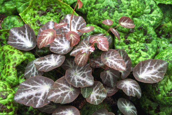 Thalictrum ichangense 'Evening Star'