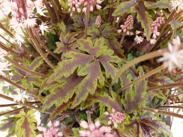 Tiarella 'Angel Wings'