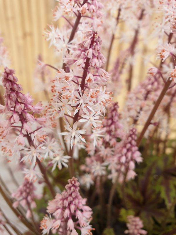 Tiarella 'Angel Wings'