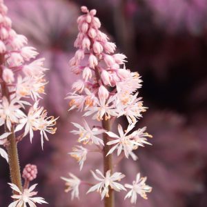 Tiarella 'Angel Wings'