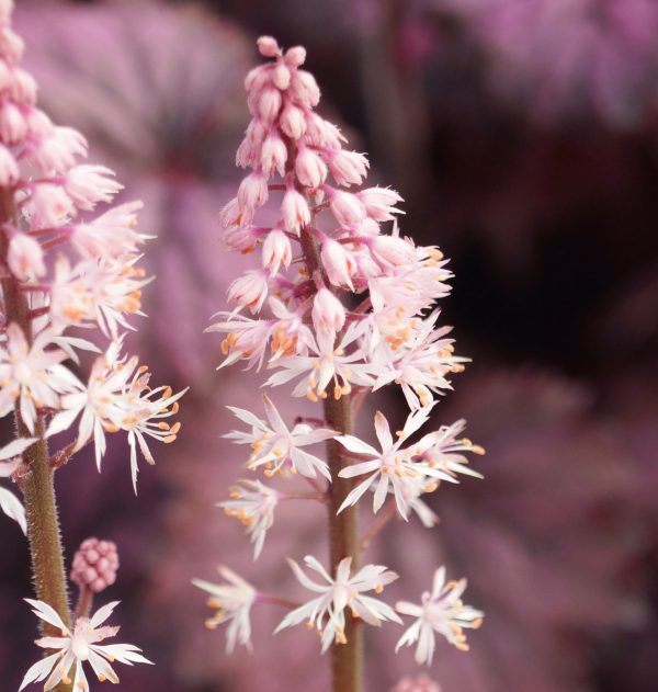 Tiarella 'Angel Wings'