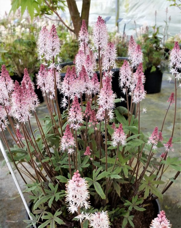Tiarella 'Raspberry Sundae'