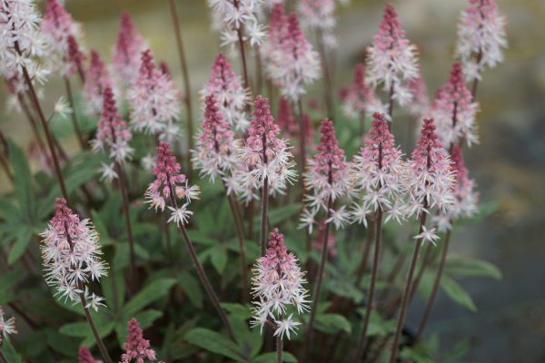 Tiarella 'Raspberry Sundae'