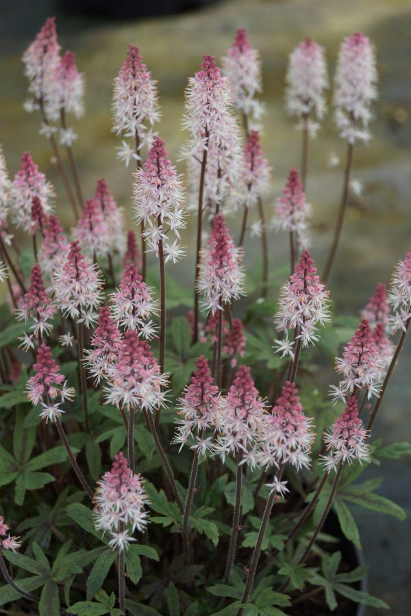 Tiarella 'Raspberry Sundae'