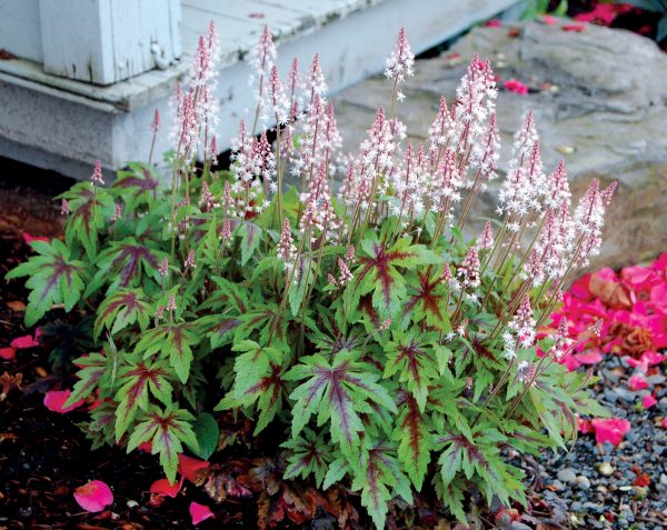 Tiarella 'Sugar and Spice'