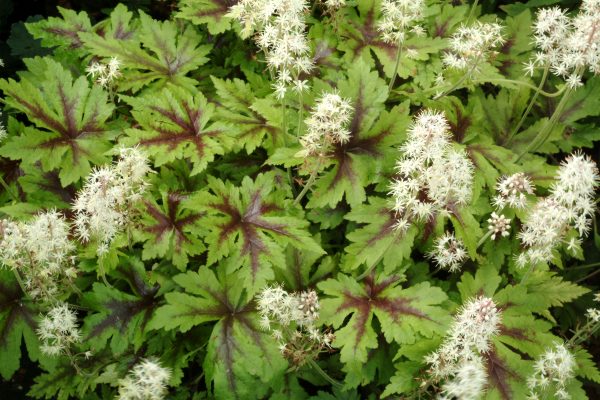 Tiarella 'Sugar and Spice'