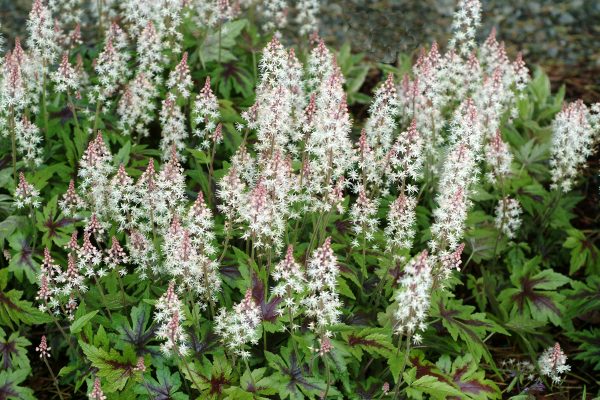Tiarella 'Sugar and Spice'