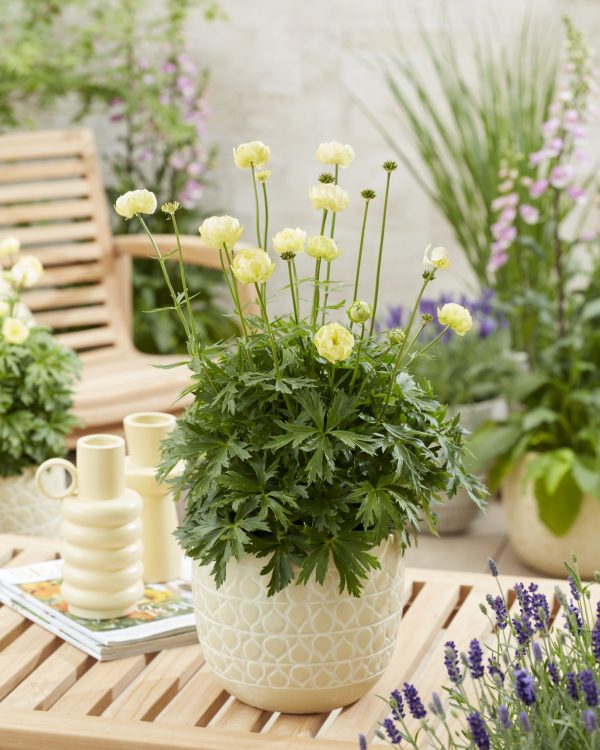 Trollius 'Super Bowl'