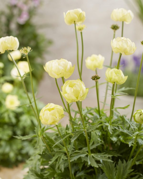 Trollius 'Super Bowl'