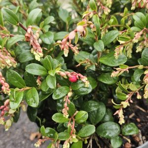 Vaccinium vitis-idaea Fireballs