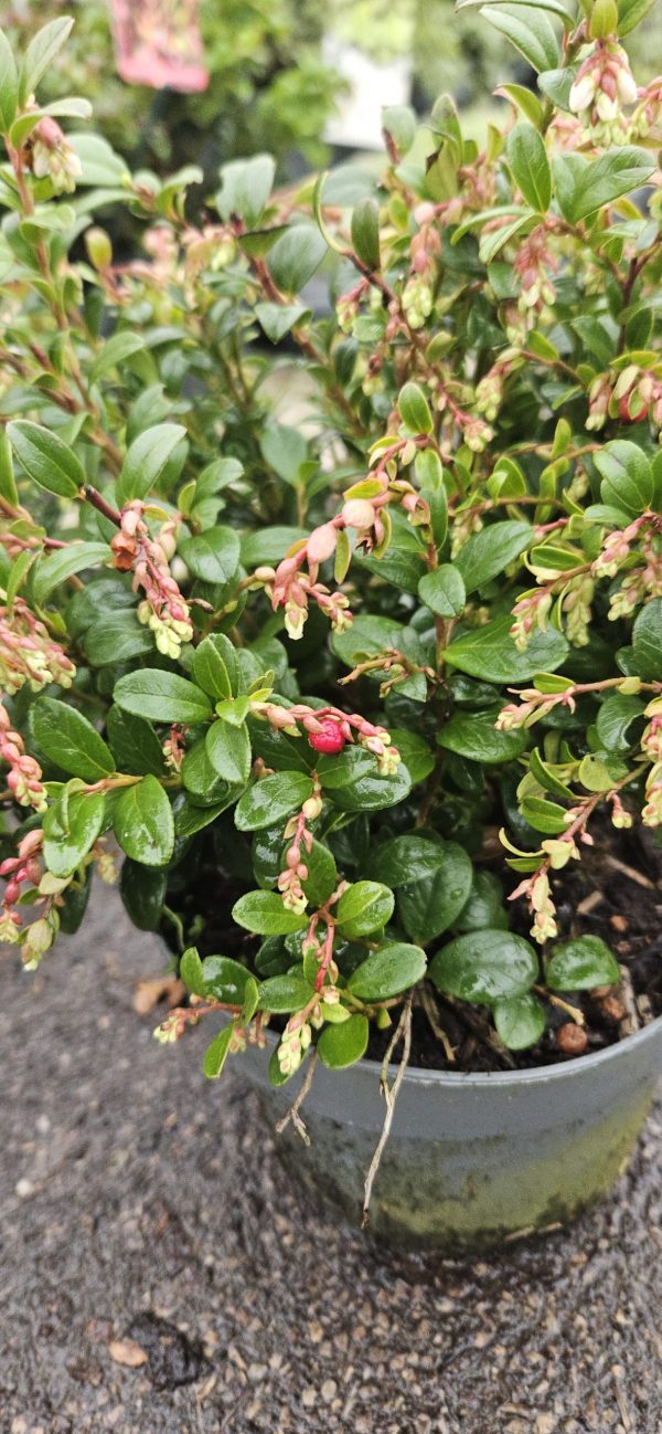 Vaccinium vitis-idaea Fireballs