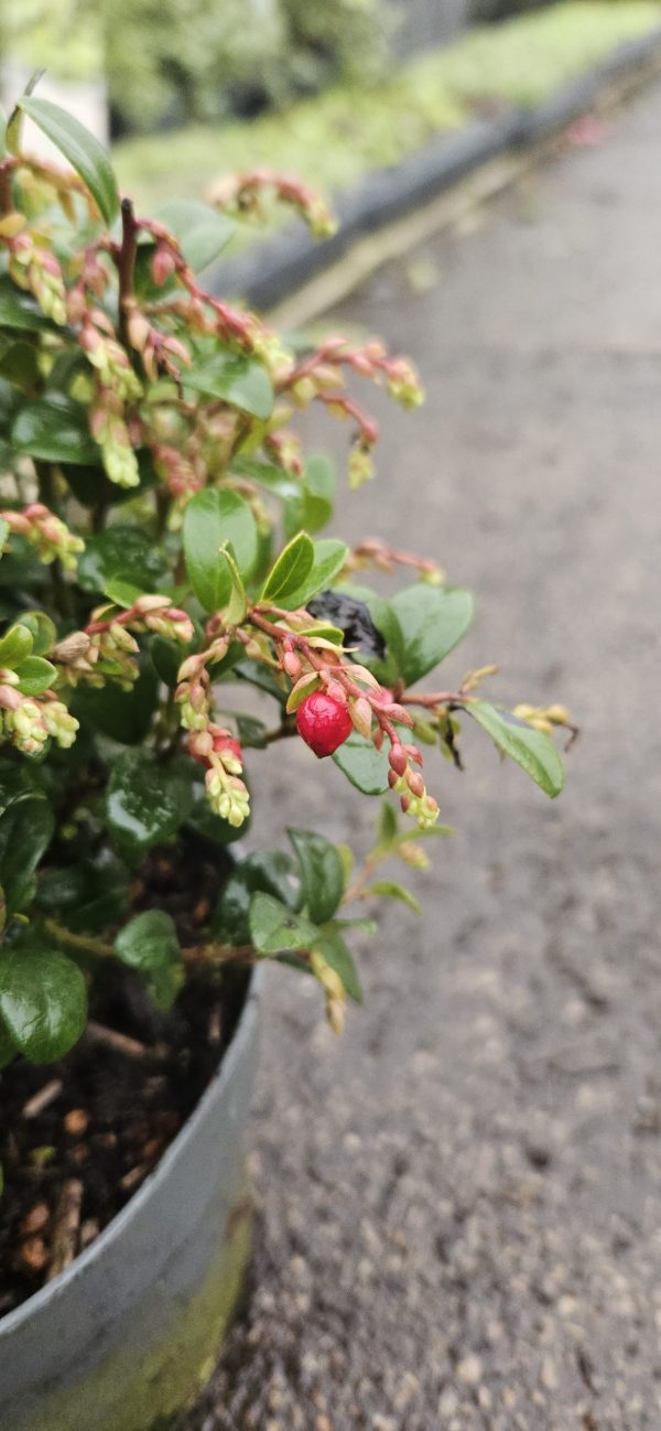 Vaccinium vitis-idaea Fireballs