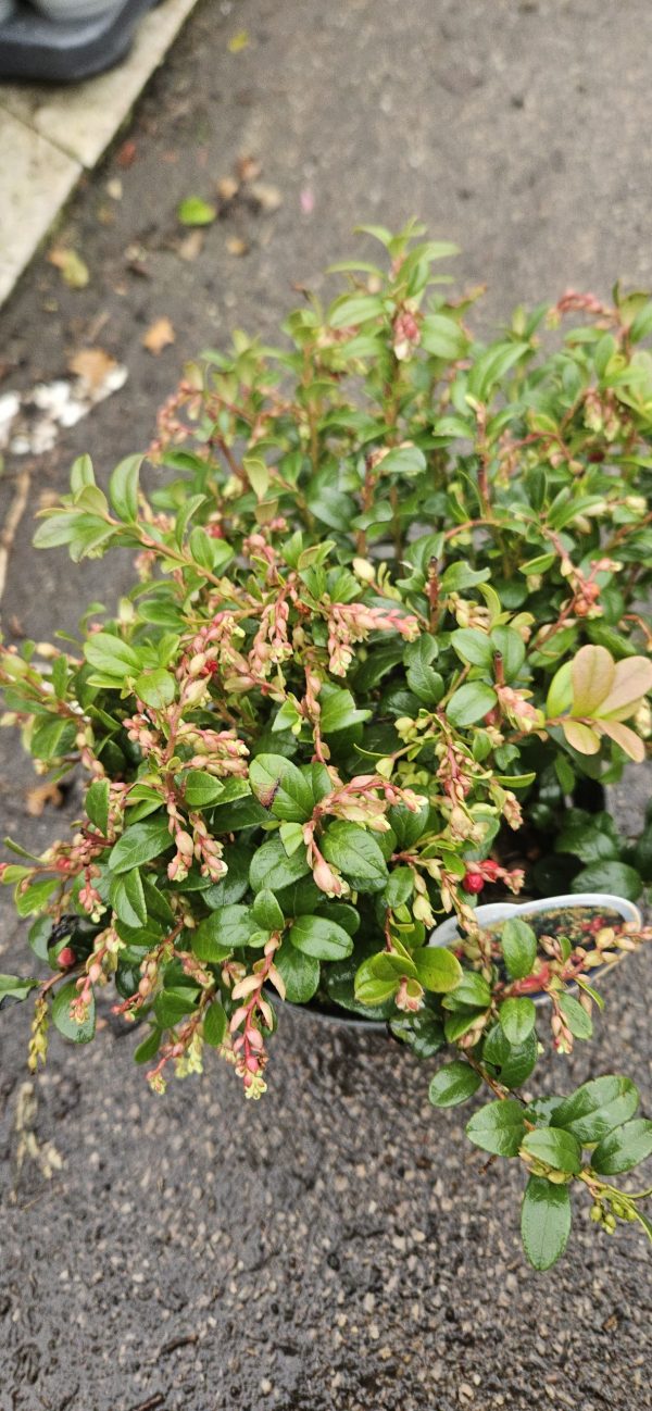 Vaccinium vitis-idaea Fireballs