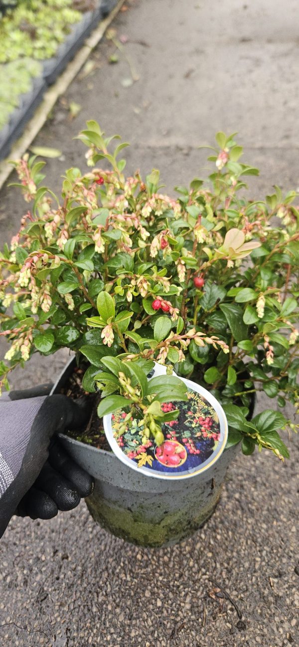 Vaccinium vitis-idaea Fireballs