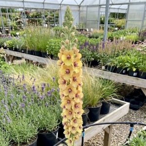 Verbascum 'Royal Highland'