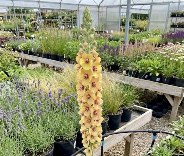 Verbascum 'Royal Highland'