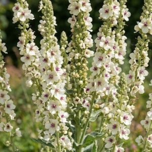 Verbascum 'Kynaston'
