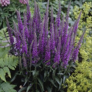 Veronica longifolia 'Eveline'