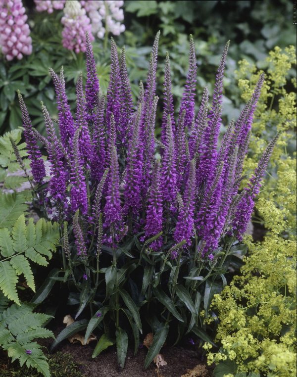 Veronica longifolia 'Eveline'