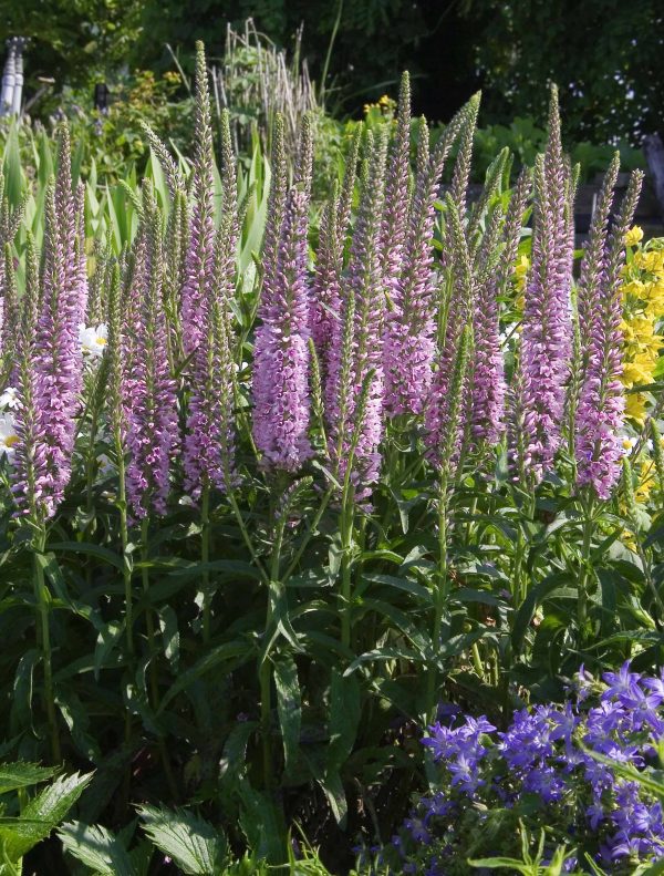 Veronica longifolia 'Pink Eveline'