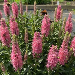 Veronica spicata 'Pink Goblin'