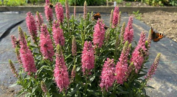Veronica spicata 'Pink Goblin' Veronica spicata 'Pink Goblin'