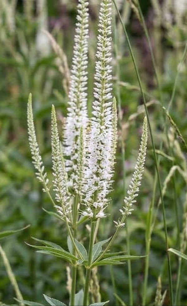 Veronicastrum virginicum 'Album'2 Veronicastrum virginicum 'Album'