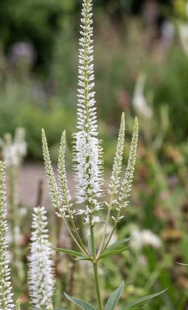 Veronicastrum virginicum 'Album'3 Veronicastrum virginicum 'Album'