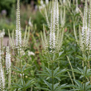 Veronicastrum virginicum 'Album'