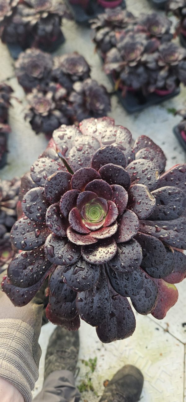 Aeonium 'Velour' Aeonium 'Velour'