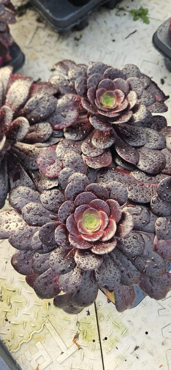 Aeonium 'Velour' 2 Aeonium 'Velour'