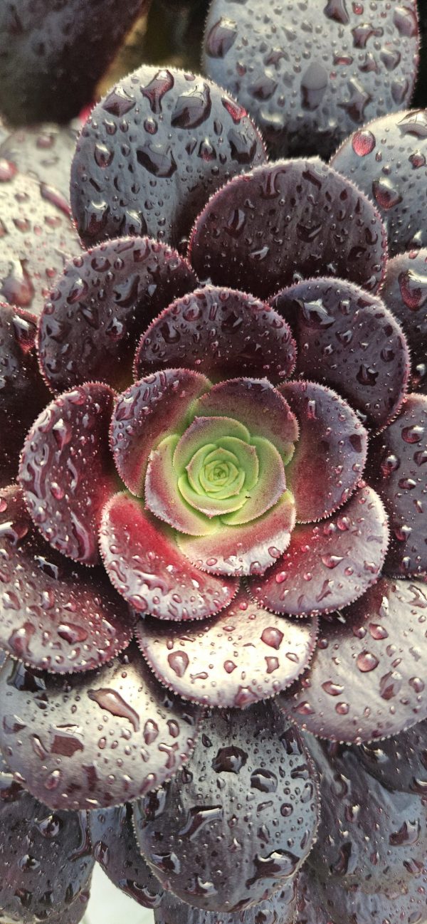 Aeonium 'Velour' 3 Aeonium 'Velour'