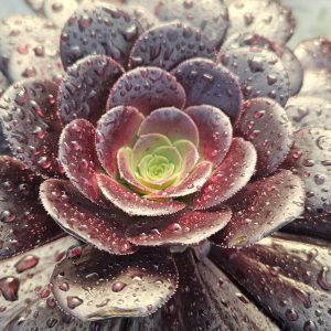 Aeonium 'Velour'
