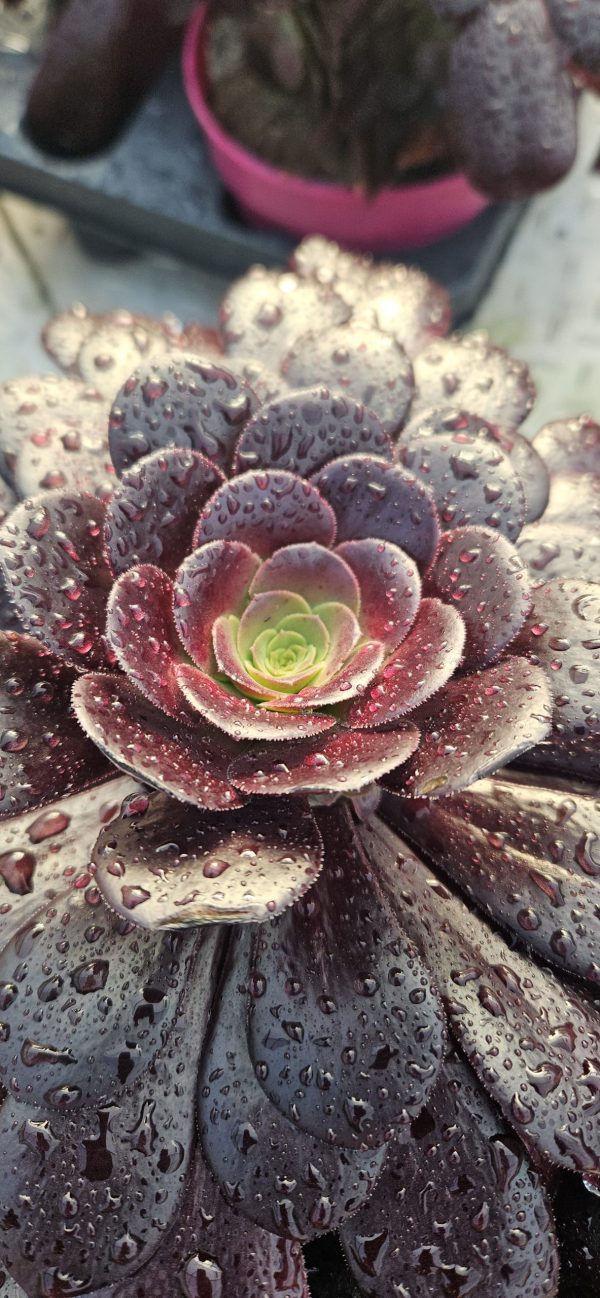 Aeonium 'Velour' 4 Aeonium 'Velour'