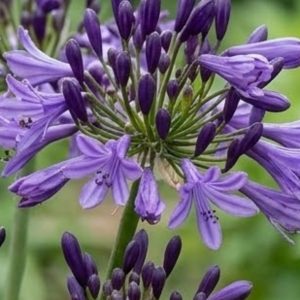 Agapanthus 'Poppin Purple'