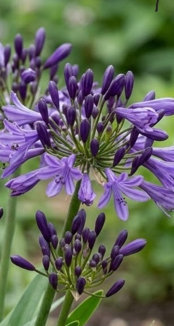 Agapanthus 'Poppin Purple'