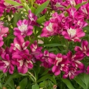 Alstroemeria Paradise Collection 'Summer Chic'