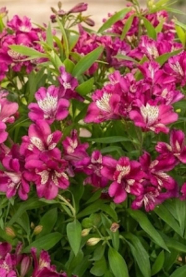 Alstroemeria Paradise Collection 'Summer Chic'