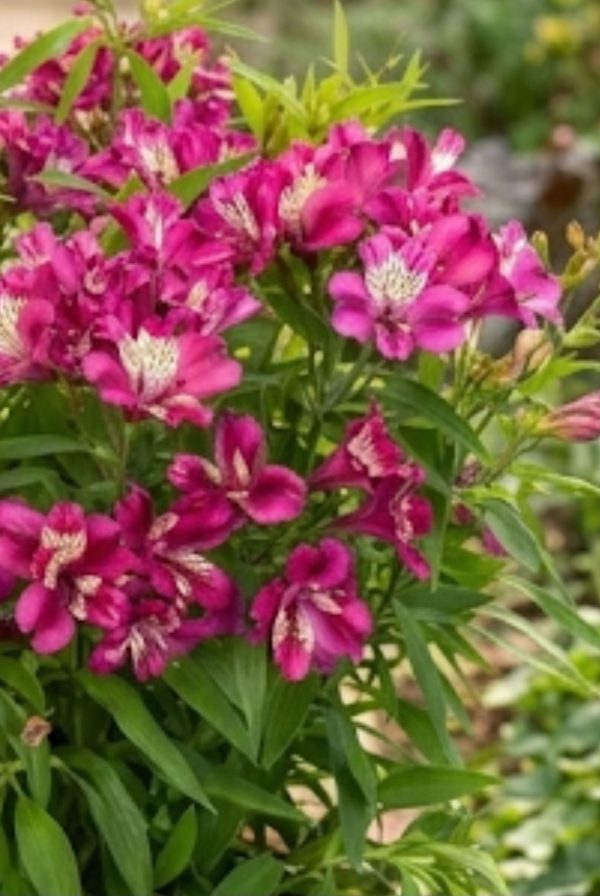 Alstroemeria Paradise Collection 'Summer Chic'