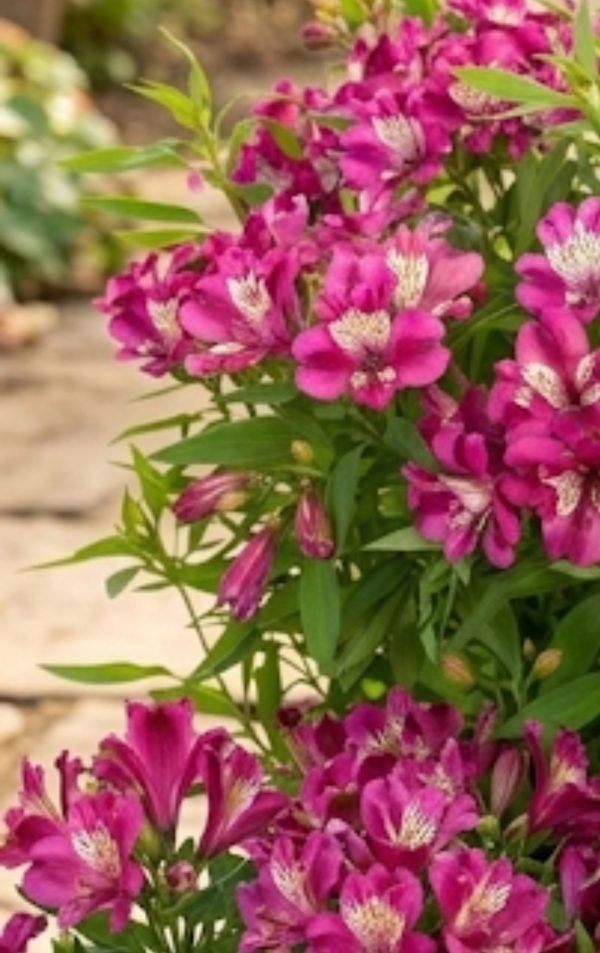 Alstroemeria Paradise Collection 'Summer Chic'