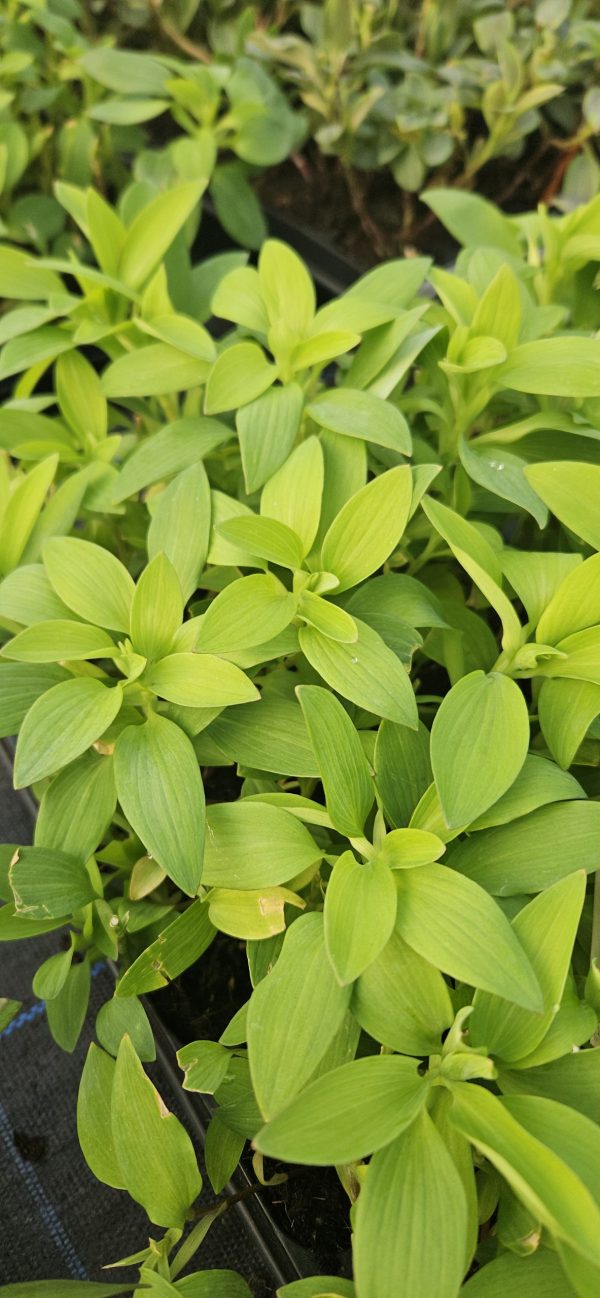 Alstroemeria Paradise Collection 'Summer Rose'