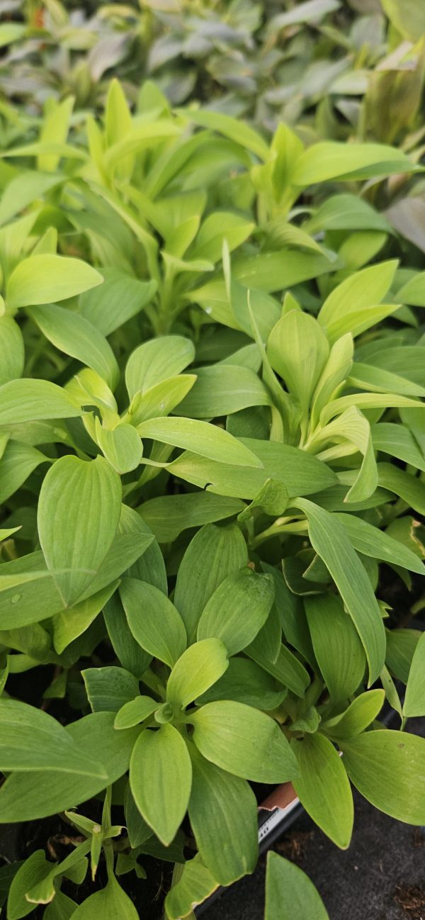 Alstroemeria Paradise Collection 'Summer Rose'