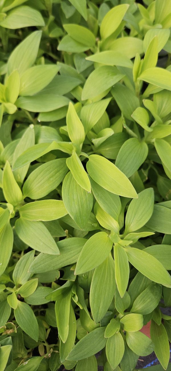 Alstroemeria Paradise Collection 'Summer Rose'