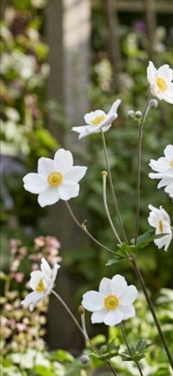 Anemone 'Dancing Swan'