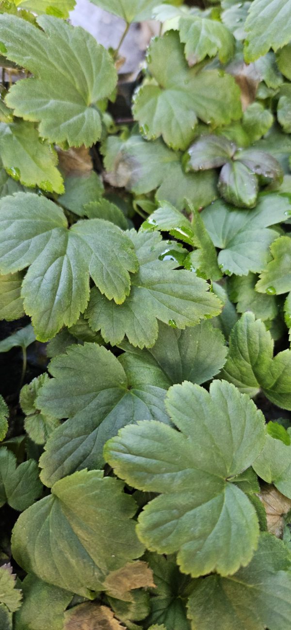 Anemone 'Royal Candy'