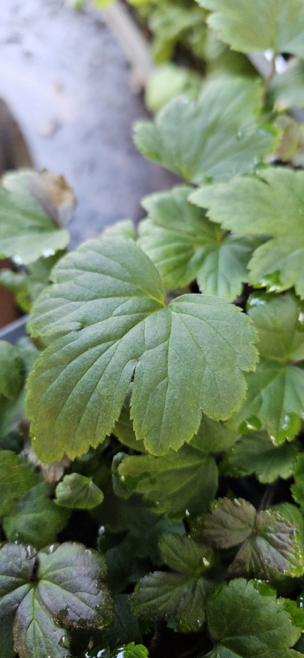 Anemone 'Royal Candy'