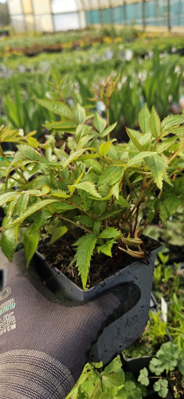 Astilbe 'Younique Ruby Red'
